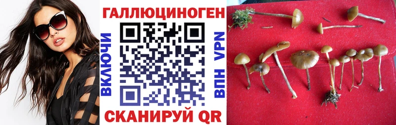 где продают   Хасавюрт  Галлюциногенные грибы прущие грибы 